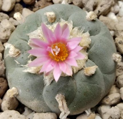 Buy Peyote Online
