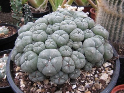 Fresh Peyote Cactus