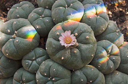 Lophophora Fricii