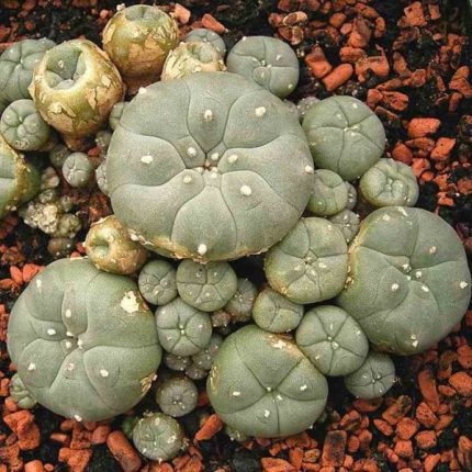 Lophophora Williamsii Jourdaniana Seeds