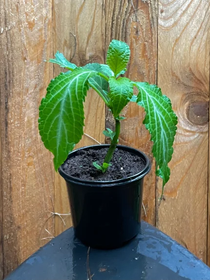 Salvia Divinorum Packs