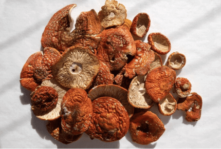 Psilocybin (Magic Mushrooms) for educational studies in the UK