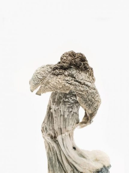 Albino Penis Envy Mushrooms