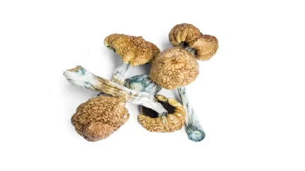 Moby Dick Mushrooms Spore