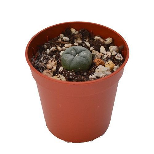 lophophora-williamsii-mescaline.jpg