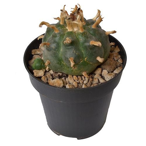 lophophora-williamsii5-7.jpg